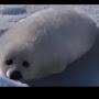 Seal.mp4