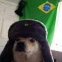 @dogobrazil