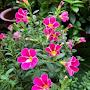 @fariba3564