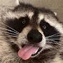 @TaccRaccoon