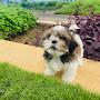 @sheerotheshihtzu3862