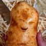 Commontater