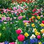 @irinabarbakadze778