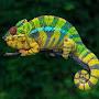 Jaded Chameleon