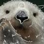 @Ottertheriangirl