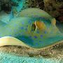 @Saltystingrays