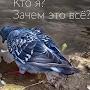@saroka224