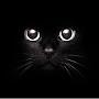 Black Cat