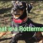 @Draco_The_Rotterman