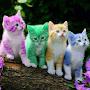 @amarishaheed5137