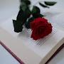 @readingwithrose9018