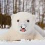 @polarbear6241