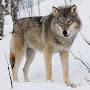 @GRAF-volf