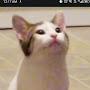 @pop_cat-p7c