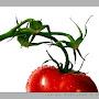 tomaten -