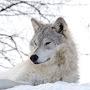 @Visitamazingalaskanow
