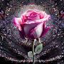 @abdullahvarhan3402