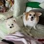 @susancorgi