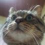 @猫田猫吉-p9s