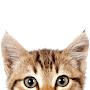 @funnyanimalsvideoclips4031
