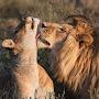 @theLionforElinaDevia03.07love