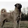 @Kangal_06