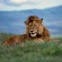 Happy Lion