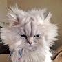 @nyanko-george5478
