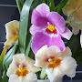@littleorchids5674