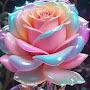 @abhichoudhary7737