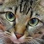 @cameothecat322