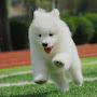 @doggoesfloof1223