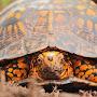 Orange_turtle