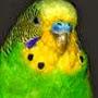 MrGreenBudgie