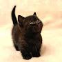@MunchkinCatKittenKittens-kp7lx
