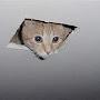 @mr.cat2-p1o