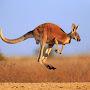 Flying Kangur