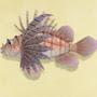 Zebra Turkeyfish