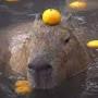 @capybaraman8434