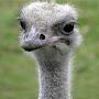 @ostrich33