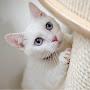 @kidslovepet