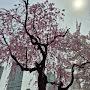 @벚꽃-n7l