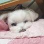 @개마뤼