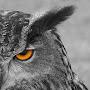 Vigilant Owl