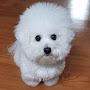 @bichon_goorm