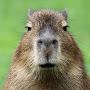 Capybara man