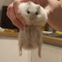 @HamsterandLego