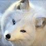 Arctic Fox