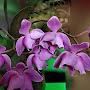 @album_orchids