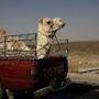 Camel In Truck